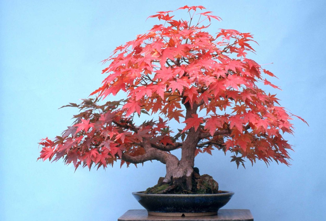 Бонсай канадский клен