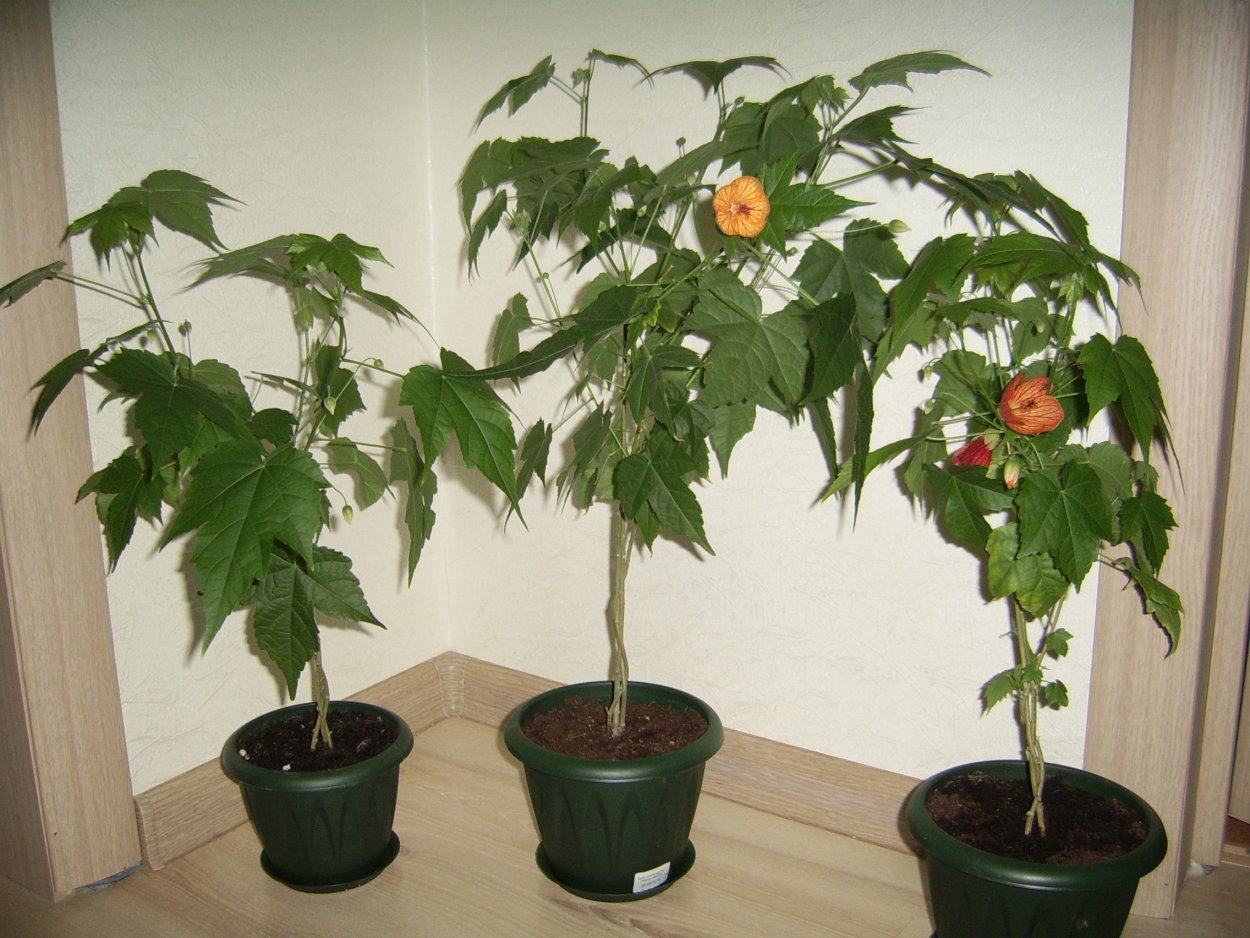 Абутилон дерево клен