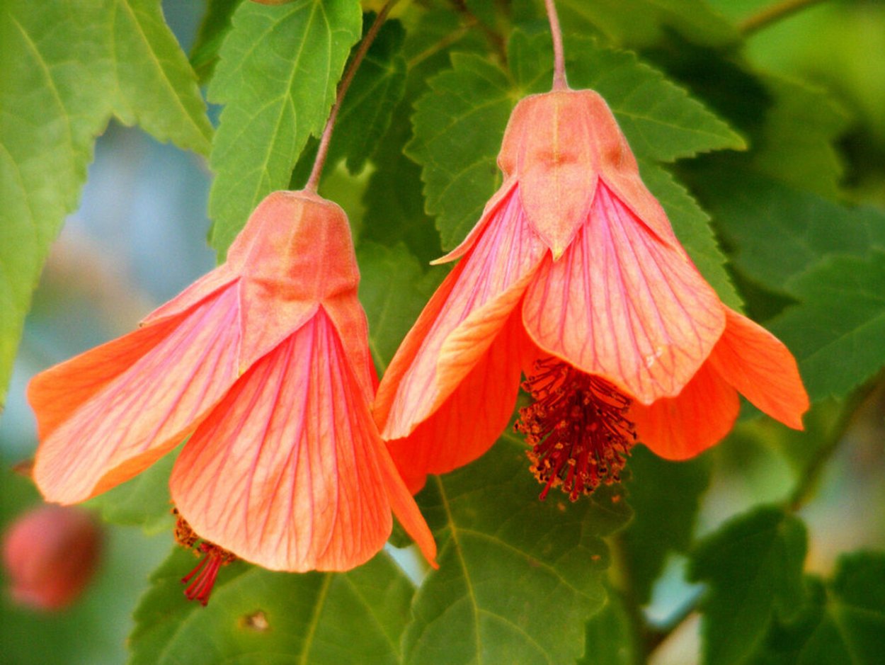 Цветок клен абутилон