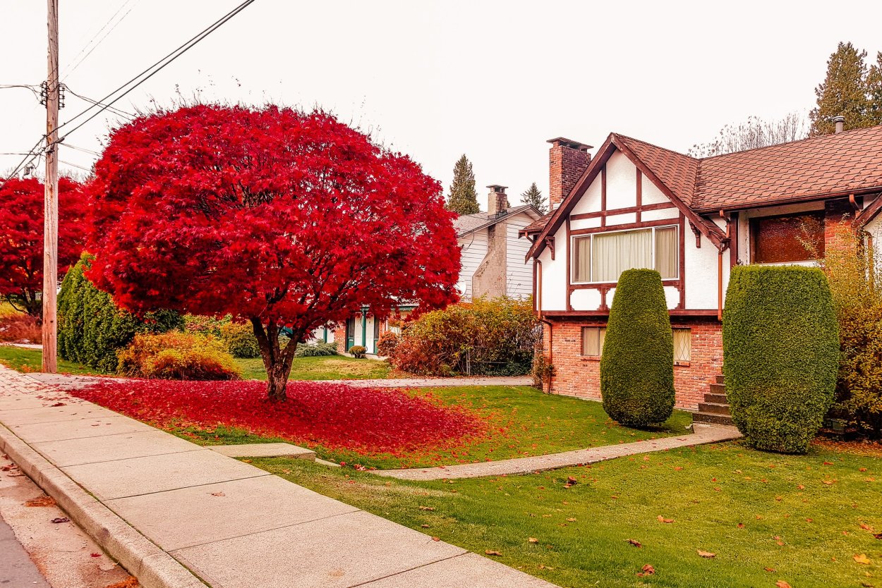 Глобоза Рубра