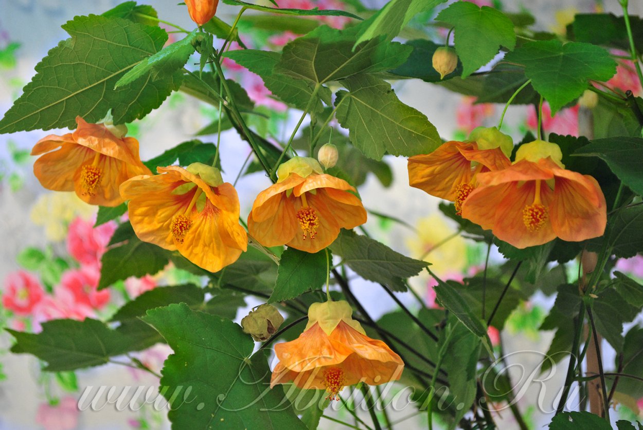 Абутилон Дарвина (Abutilon darwinii)