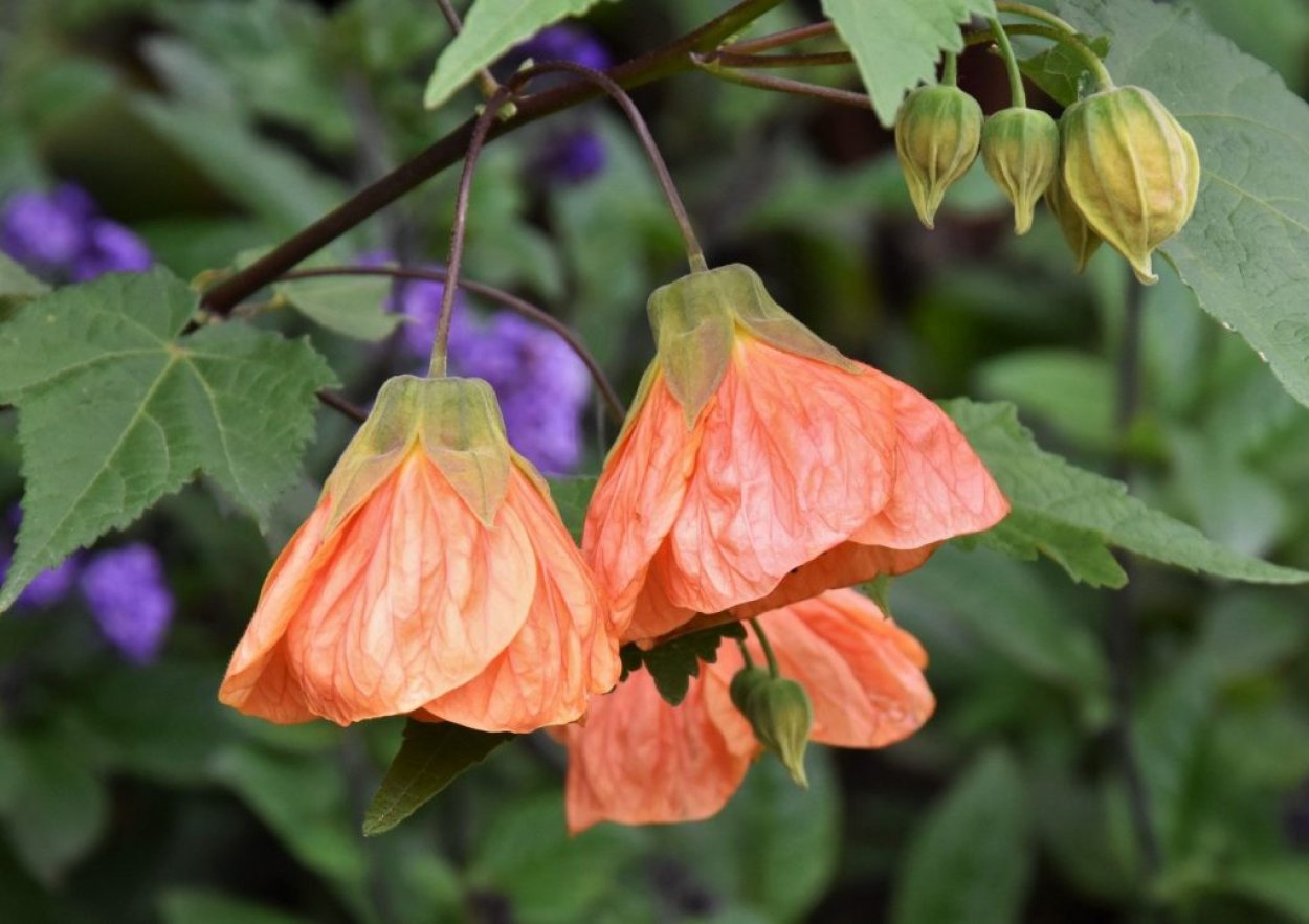 Абутилон оранж