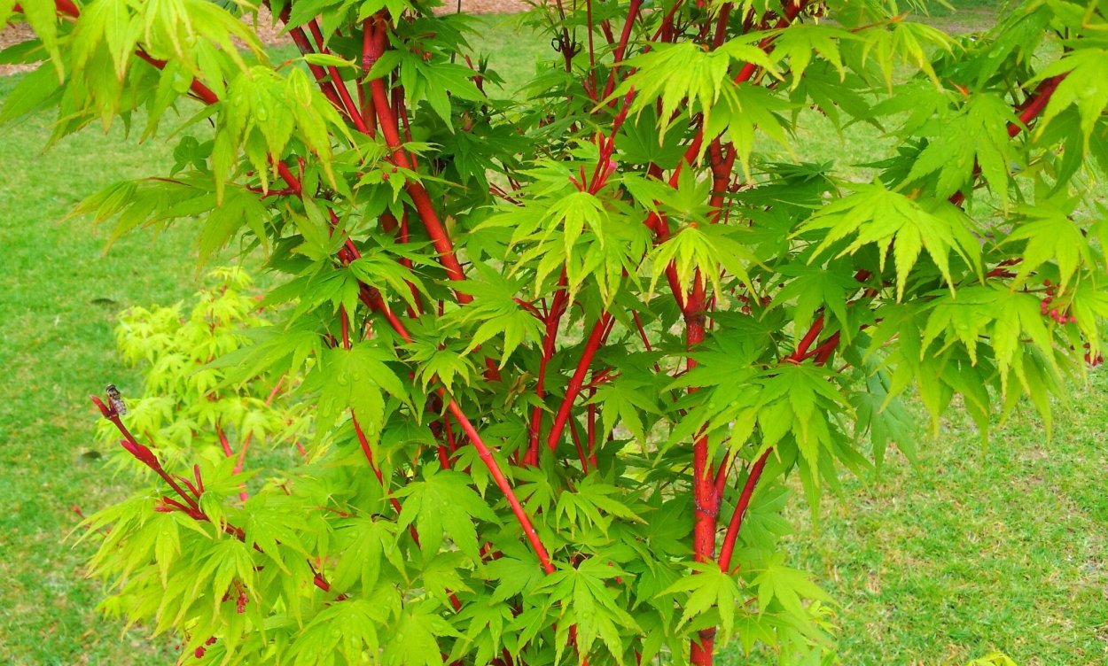 Acer palmatum Sangokaku