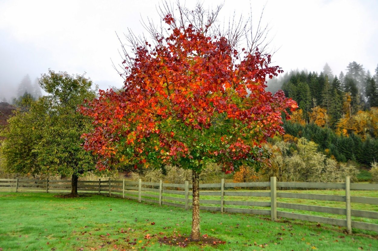 Клен Гиннала кустарник