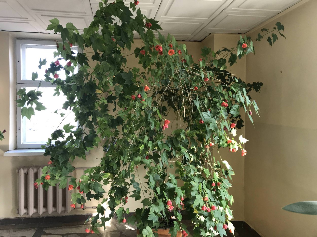 Декоративный клён комнатный