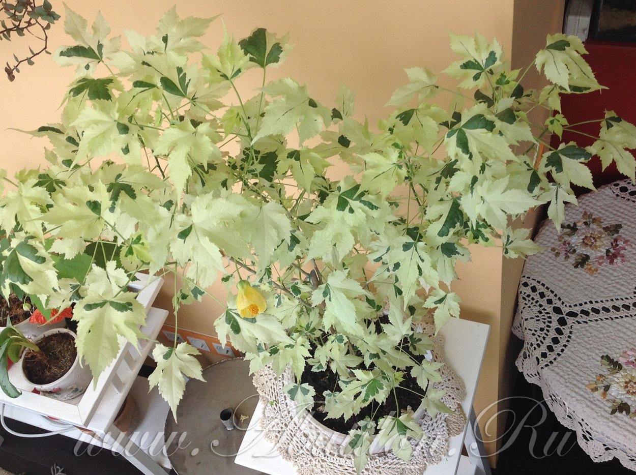 Абутилон Савицкого