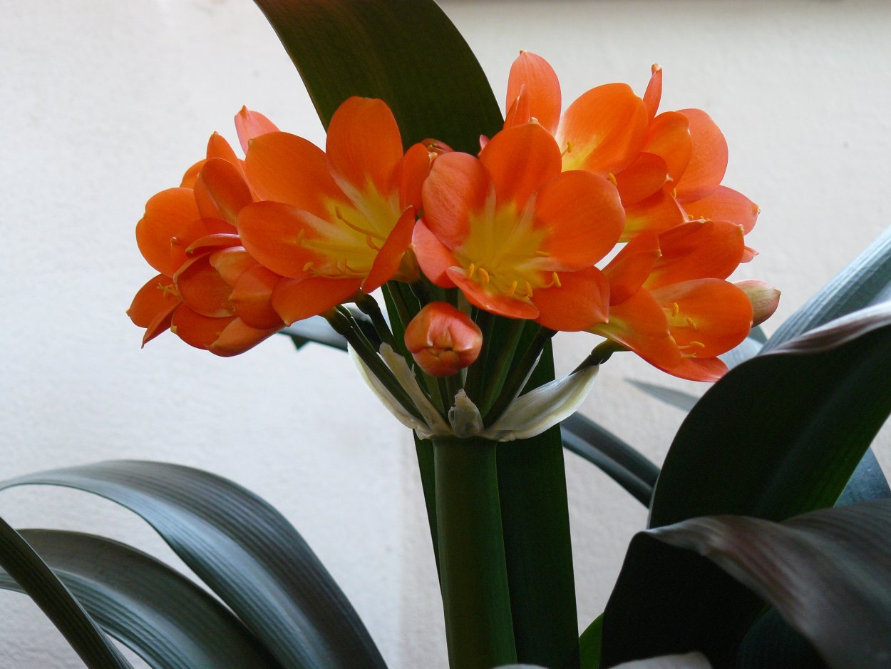 Комнатное растение с оранжевым цветком