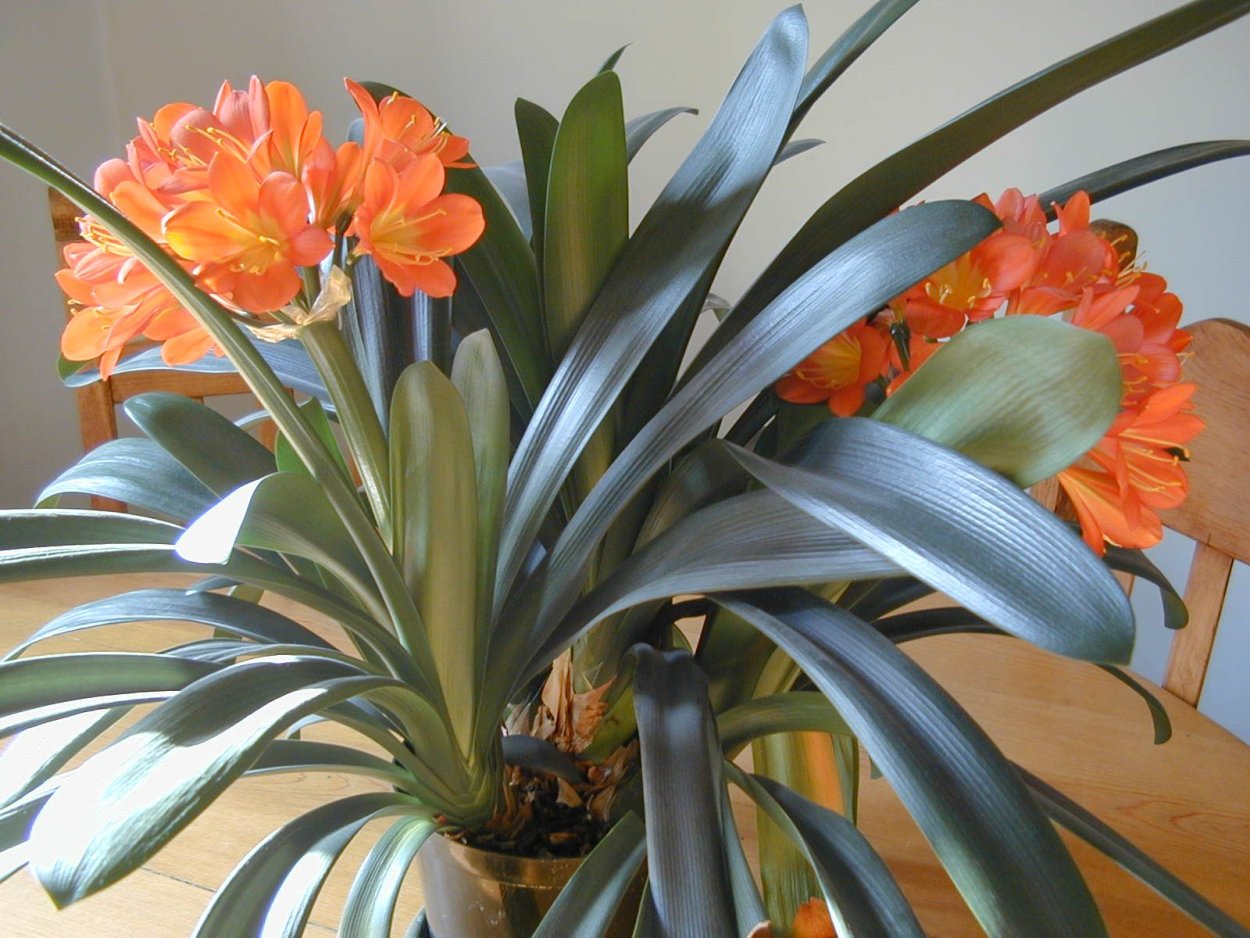 Кливия оранжевая