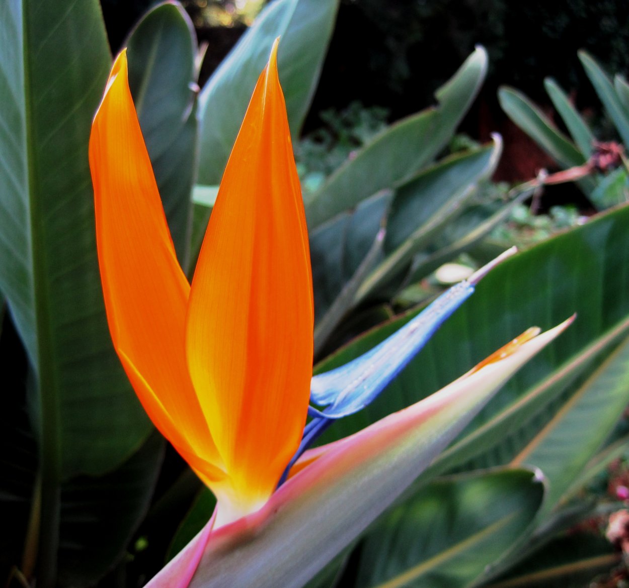 Стрелиция Райская птица джунглей