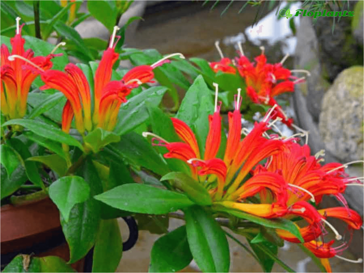 Эсхинантус speciosus