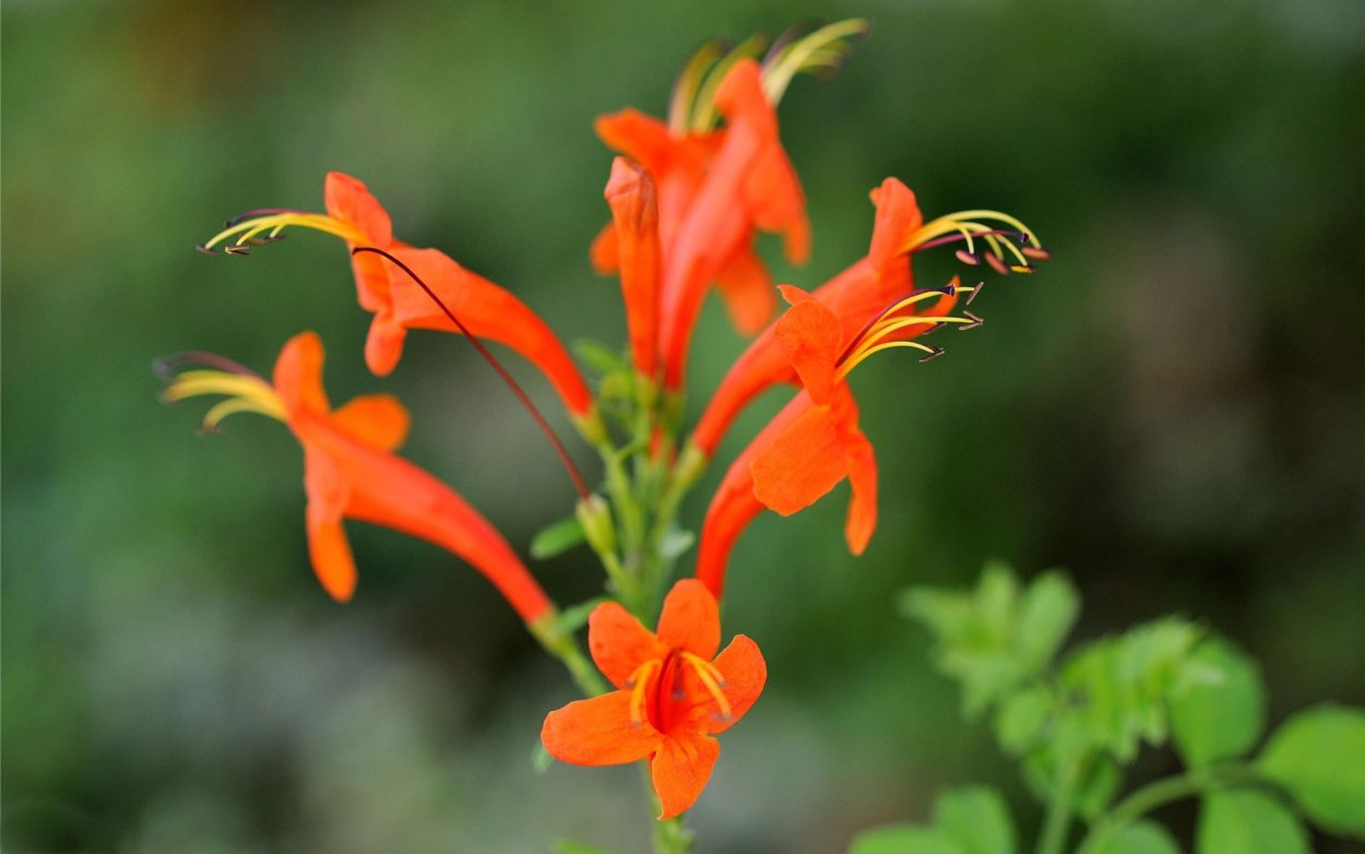 Эсхинантус великолепный