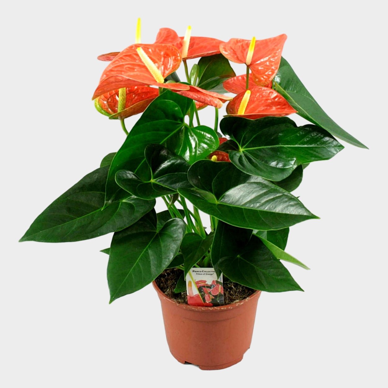 Антуриум Андре (Андрианум)