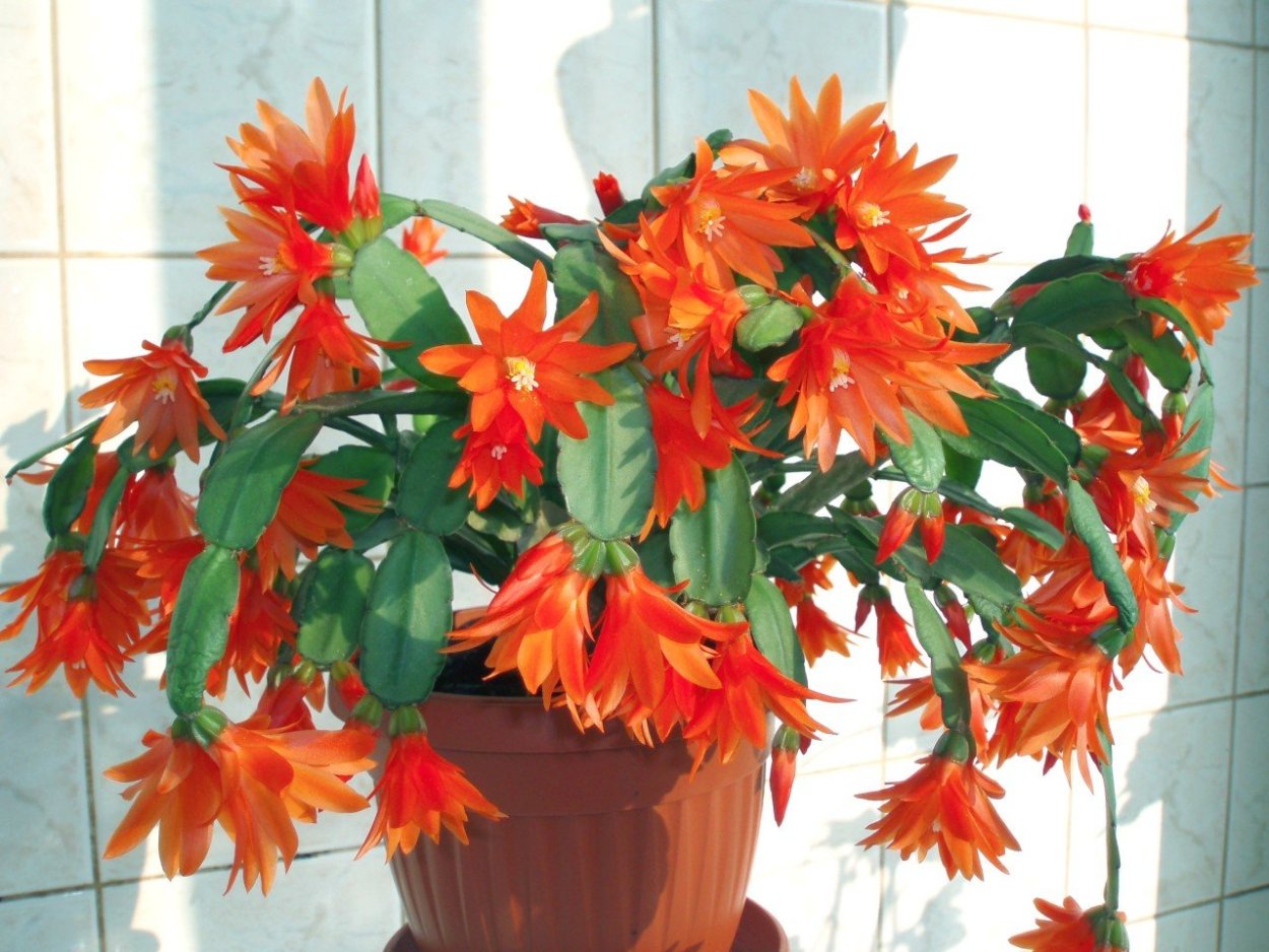 Рипсалидопсис оранжевый