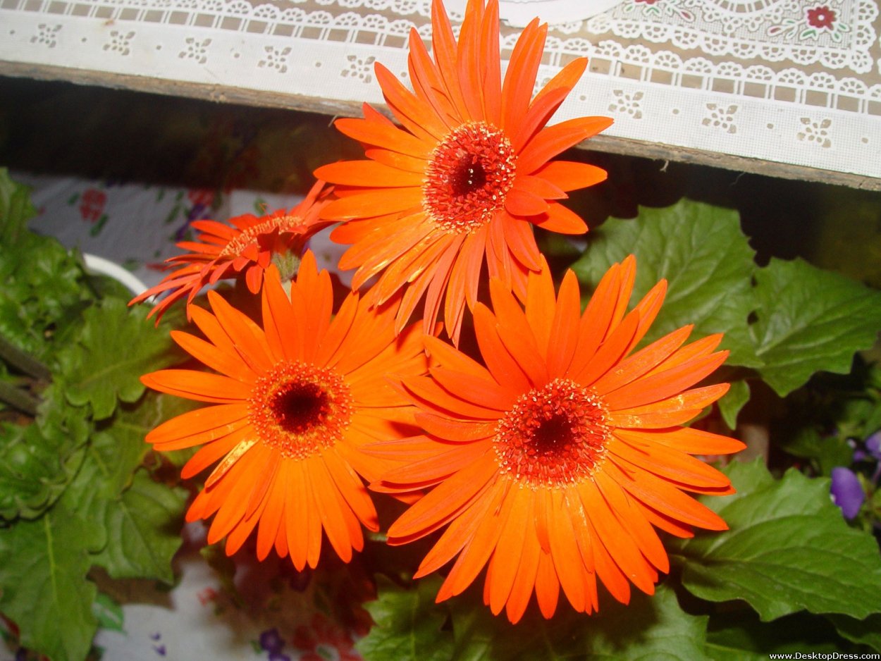 Герберы однолетние