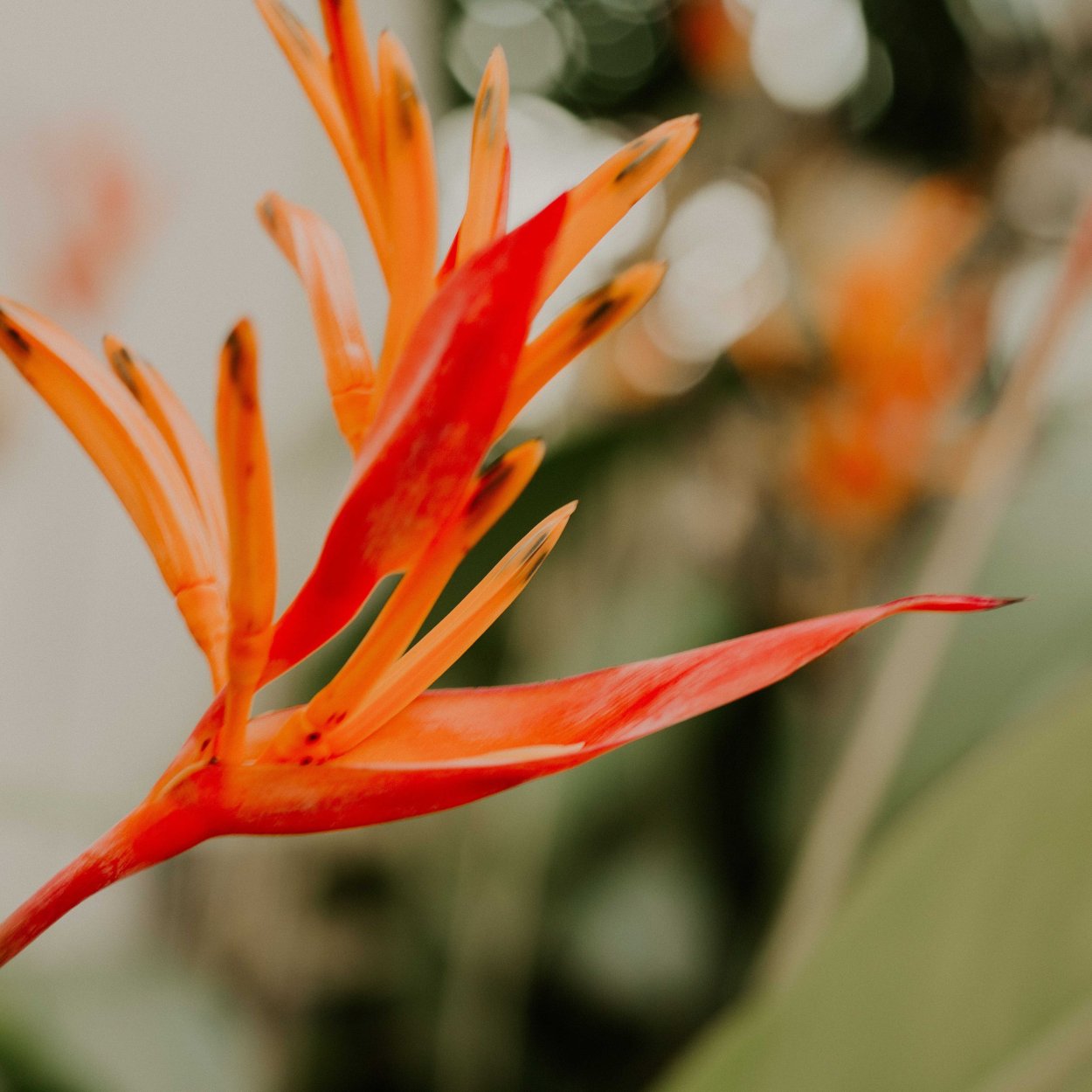 Оранжевый цветок с острыми лепестками