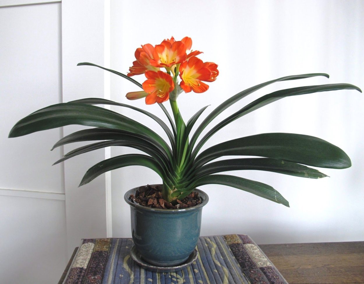 Кливия / Clivia