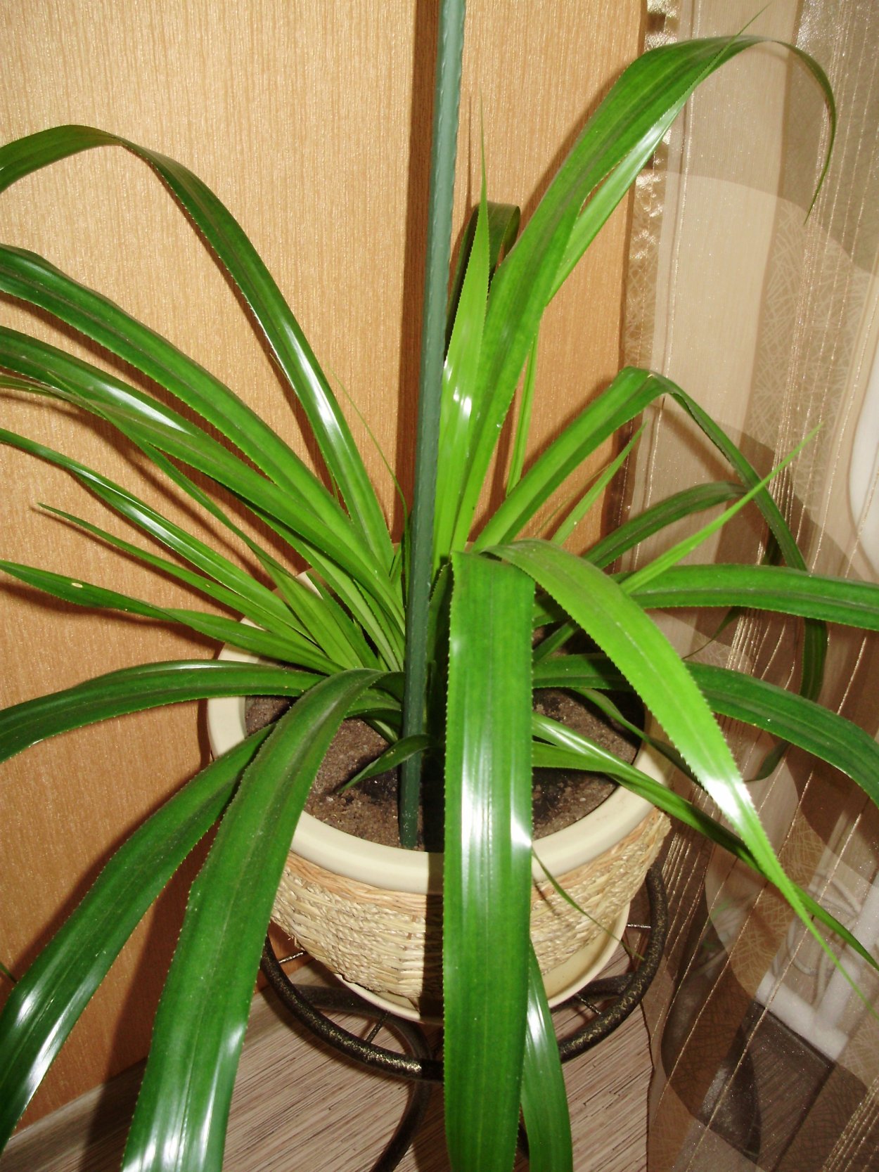 Хлорофитум панданус