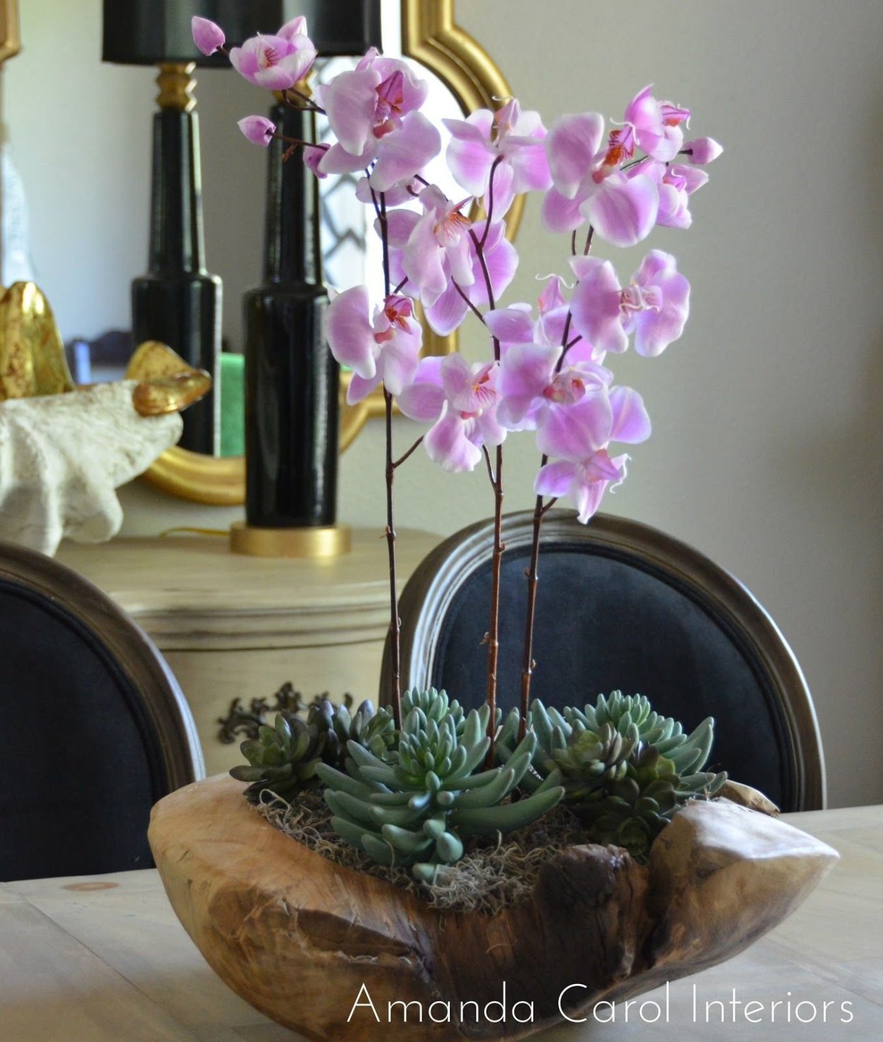 Орхидея фаленопсис суккулент