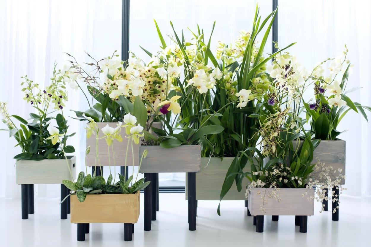 Фаленопсис в интерьере