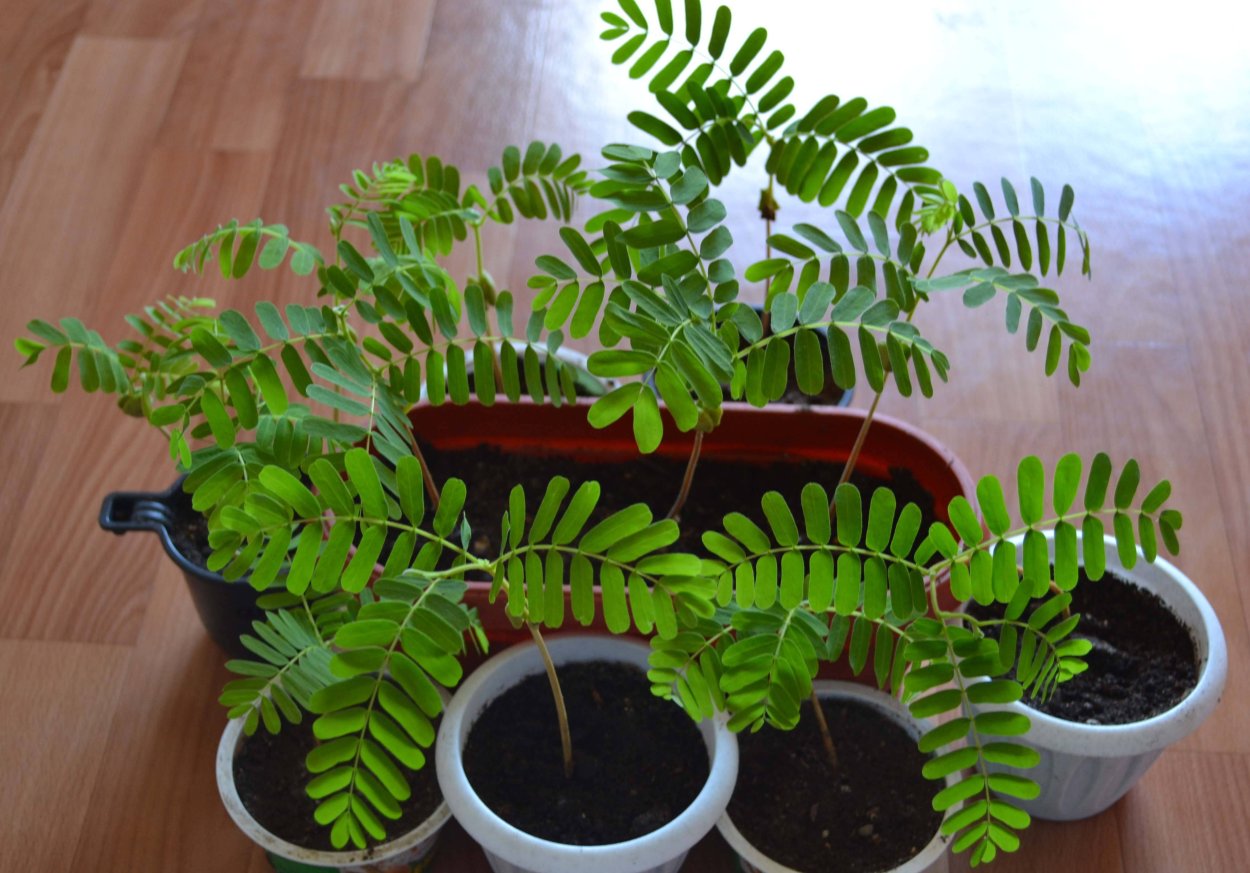 Акация тамаринд