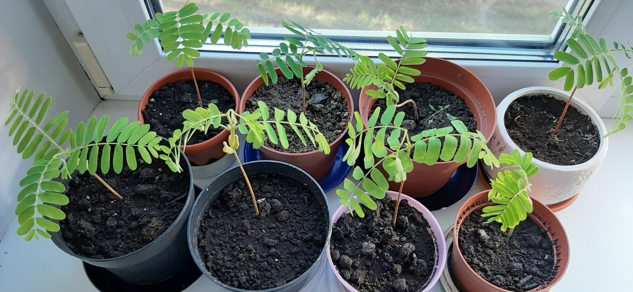 Тамаринд косточки