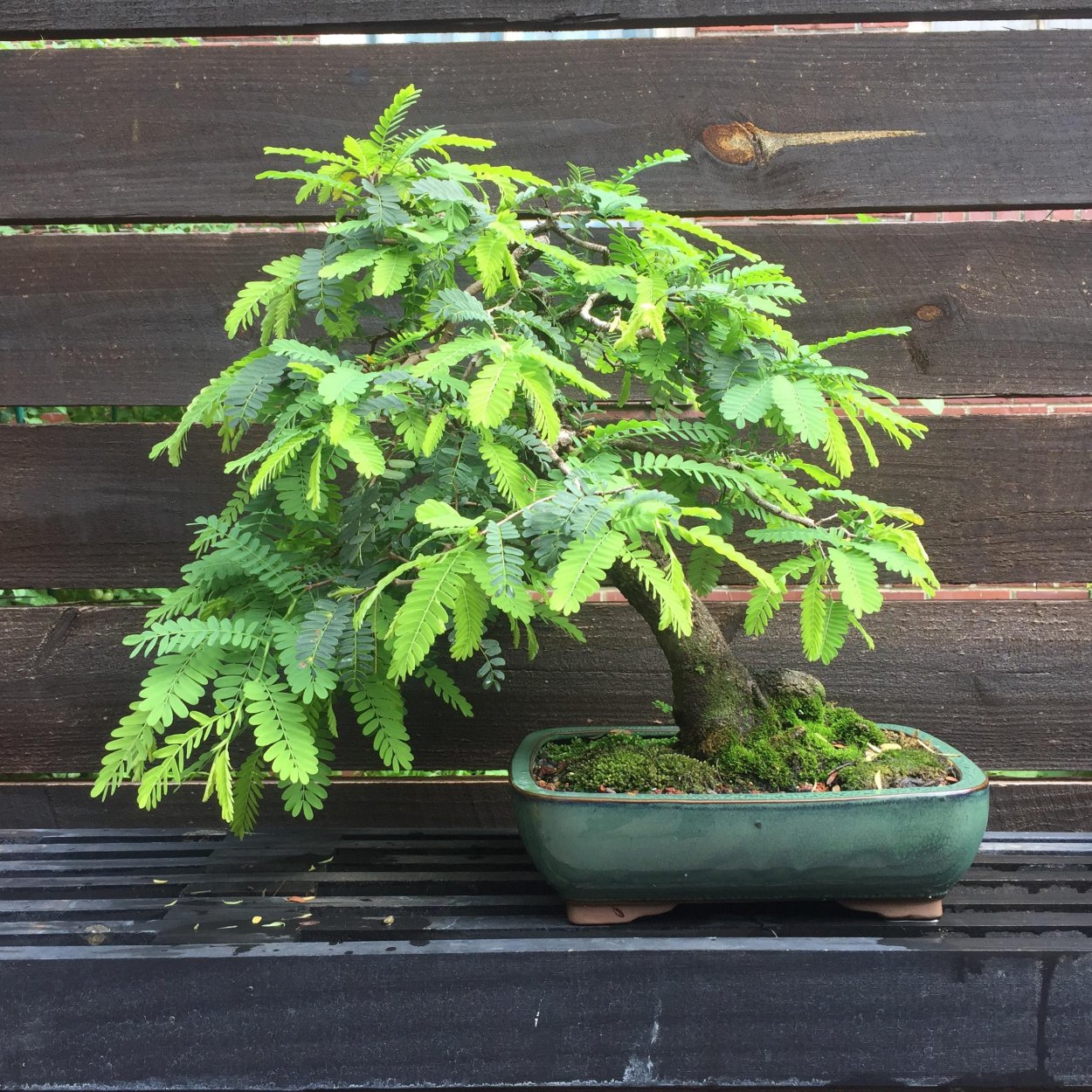 Бонсай из тамаринда