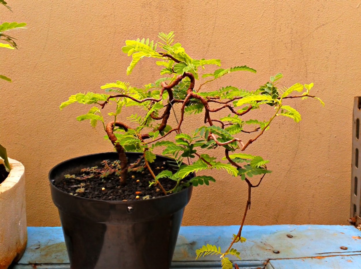 Тамаринд вариегатный