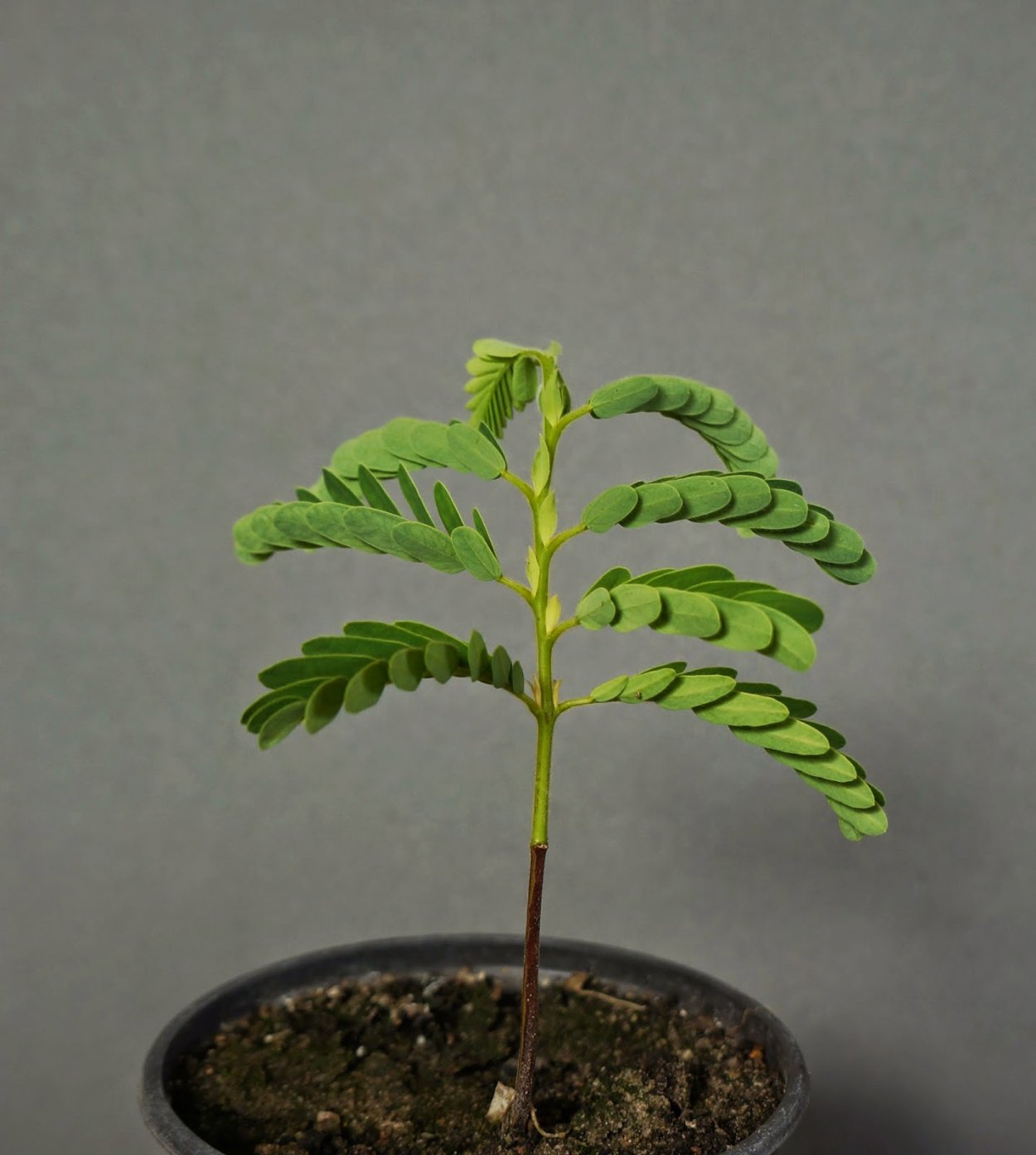 Тамаринд цветок