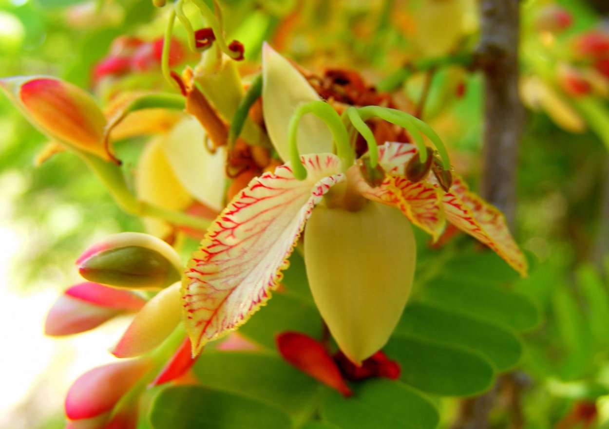 Тамаринд цветение