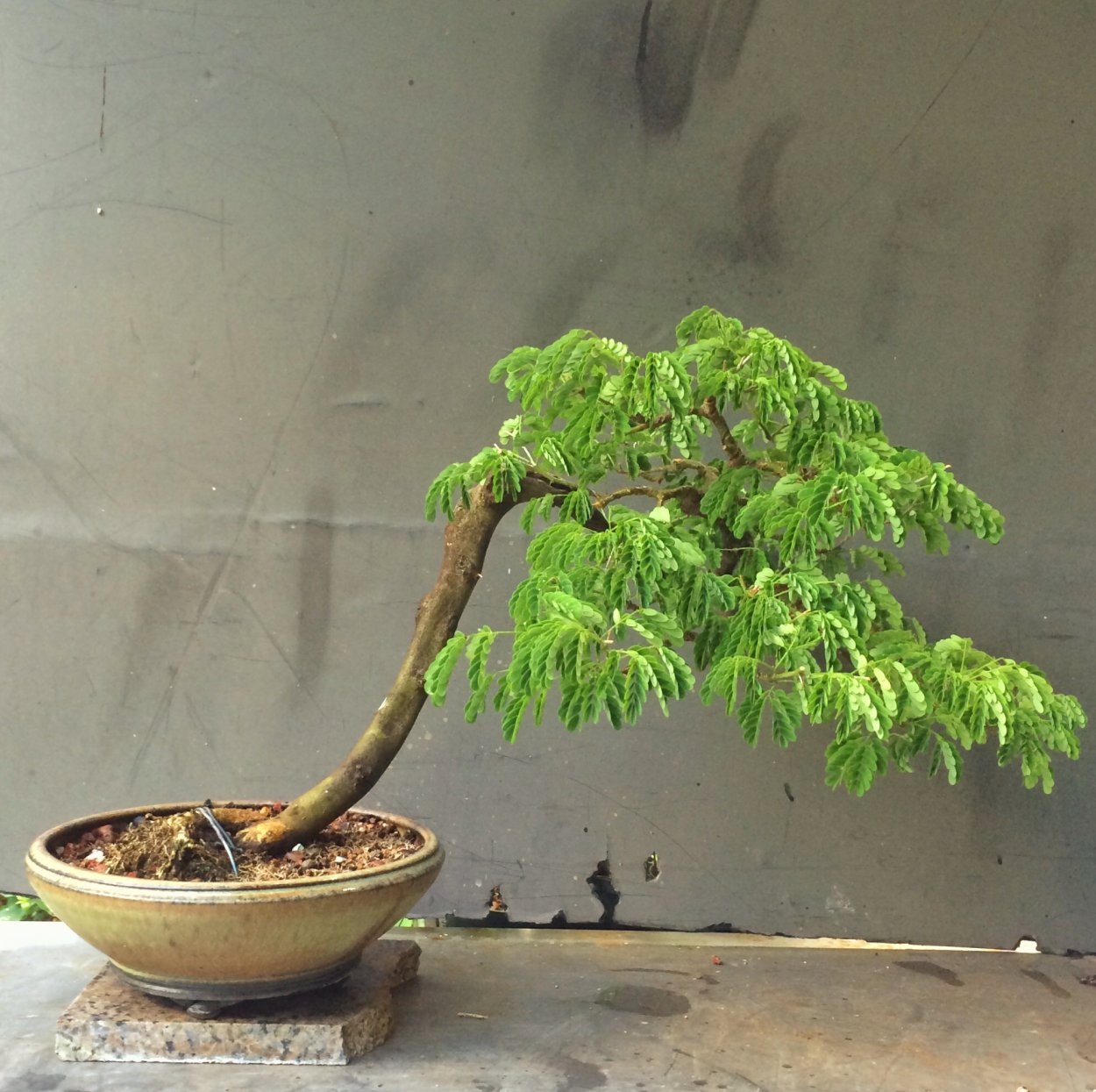 Тамаринд бонсай