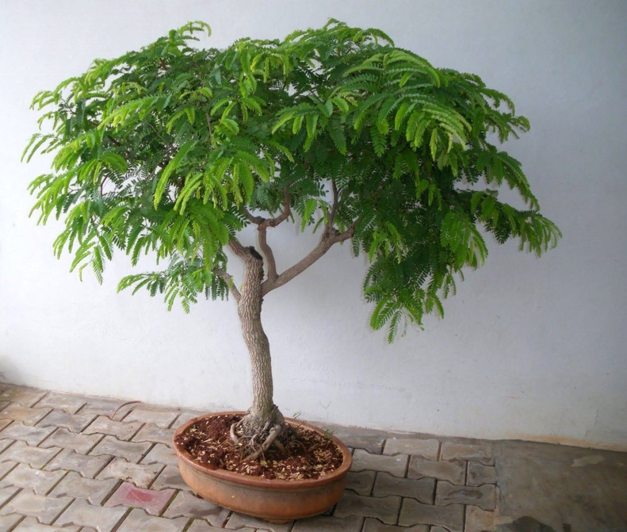 Индийский финик тамаринд