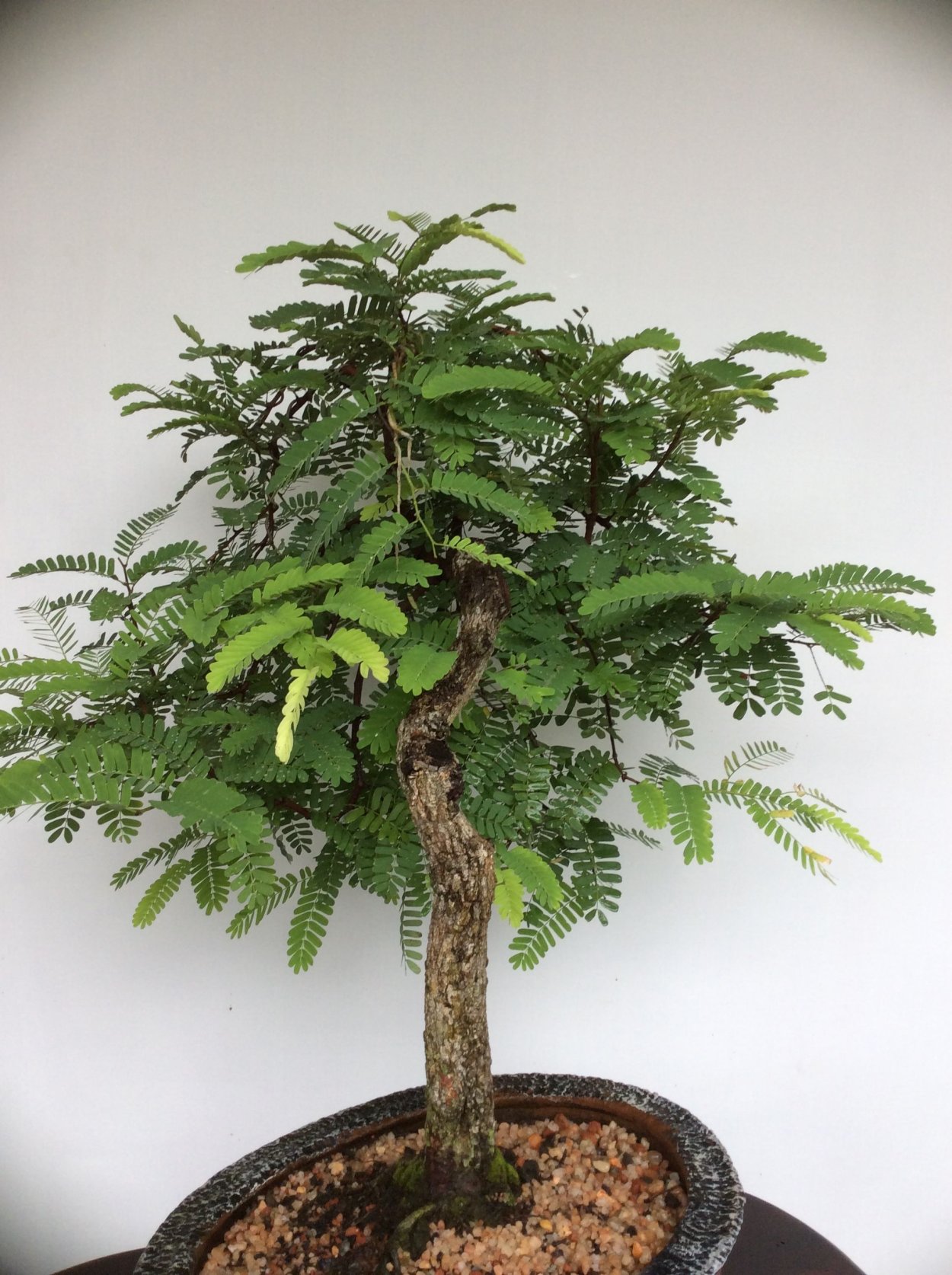 Тамаринд куст