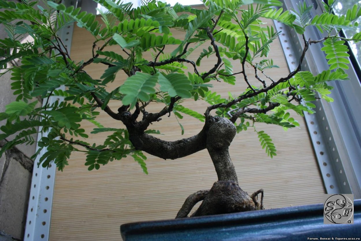 Тамаринд бонсай