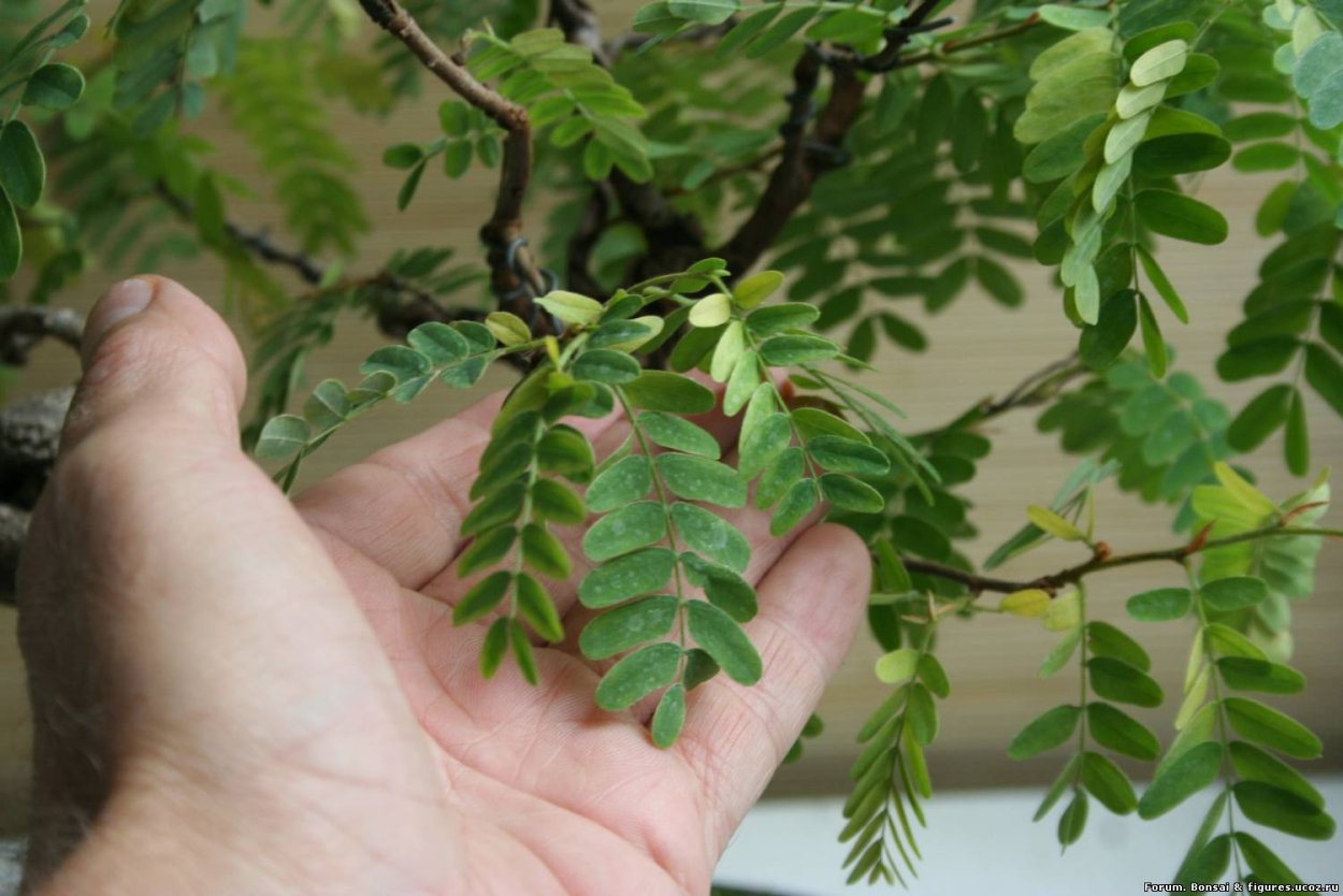 Тамаринд подрезка