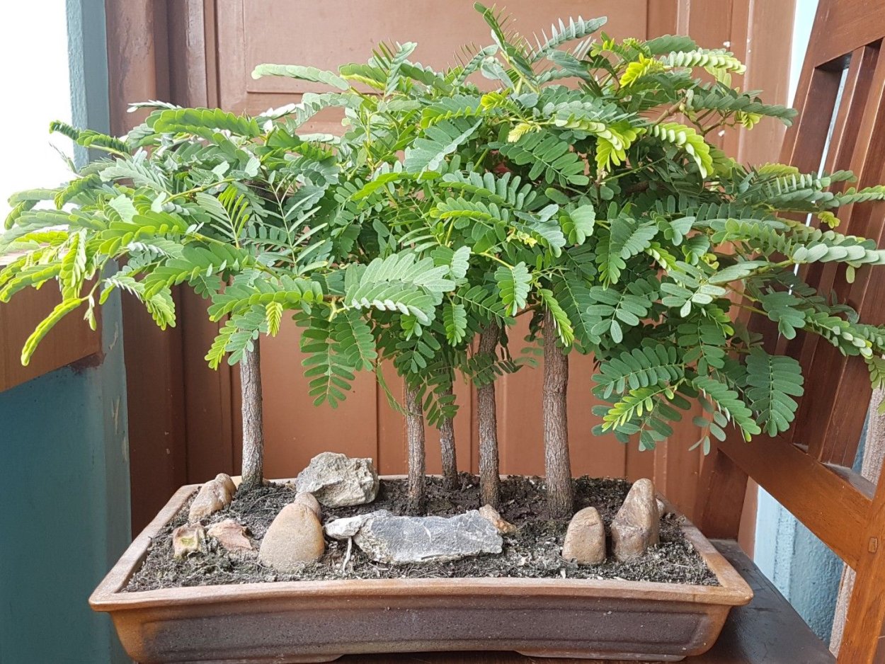 Тамаринд цветение