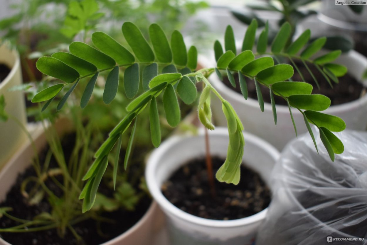 Тамаринд листья