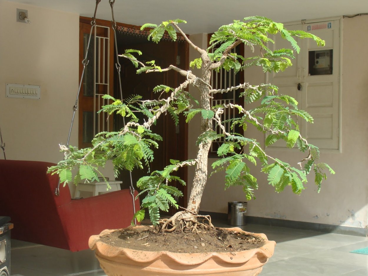 Тамаринд бонсай