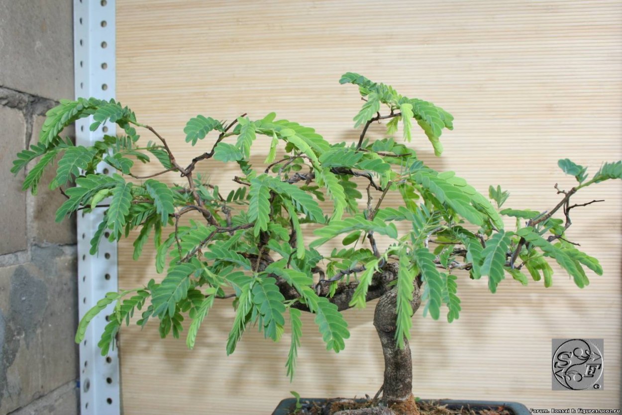 Тамаринд дома