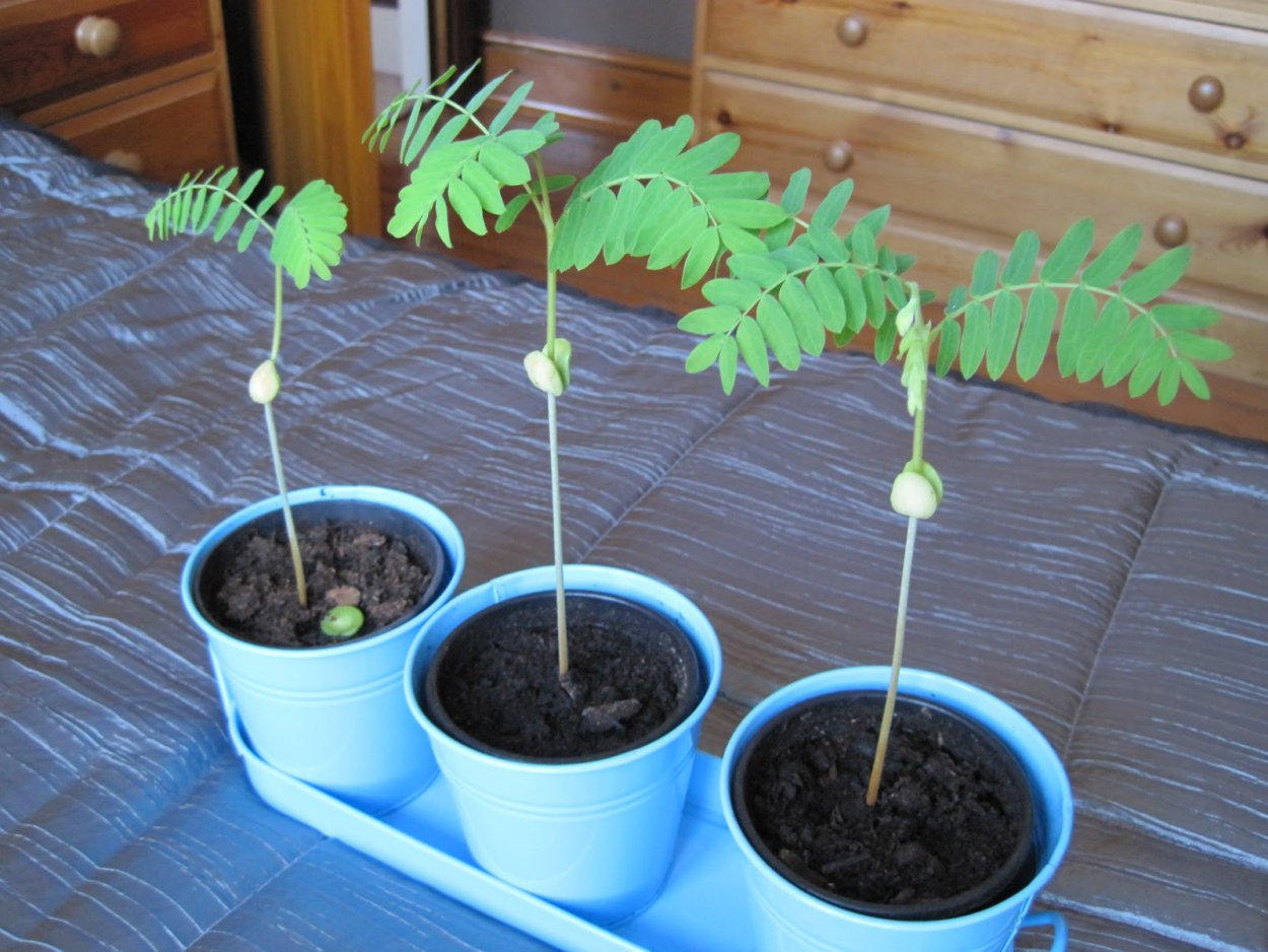 Тамаринд Росток