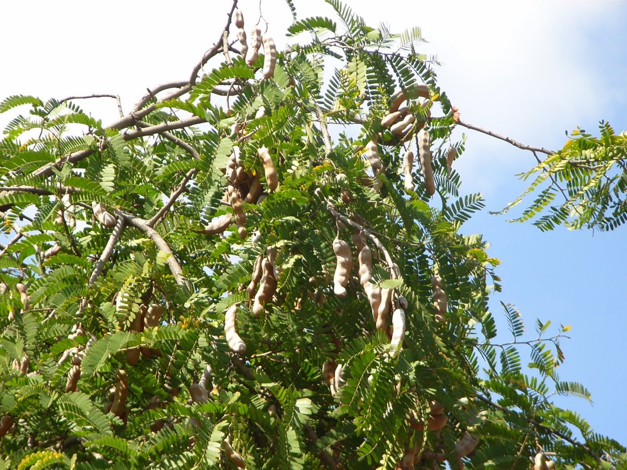 Тамаринд растение