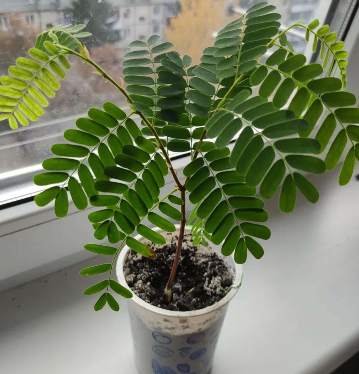 Тамаринд в домашних условиях