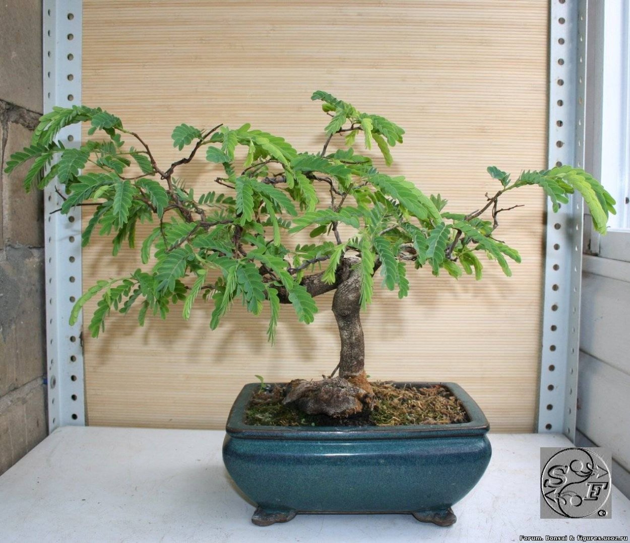 Тамаринд бонсай