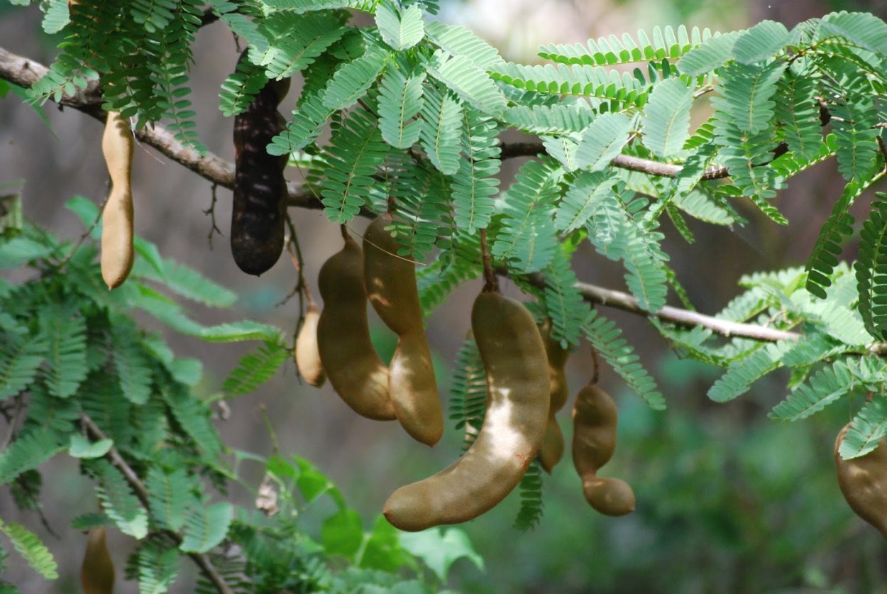 Акация тамаринд