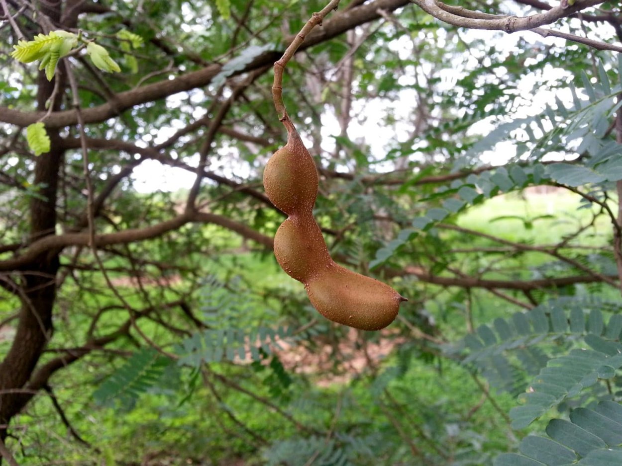 Тамаринд цветение