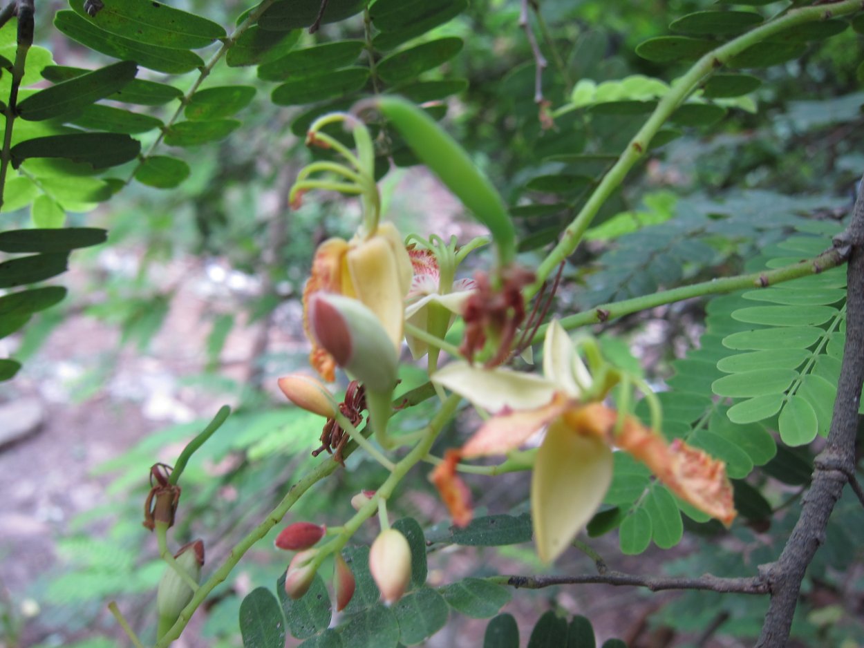 Дикий тамаринд