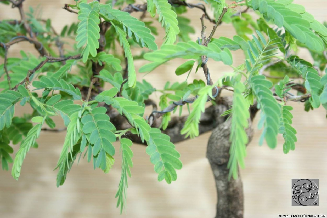 Тамаринд листья
