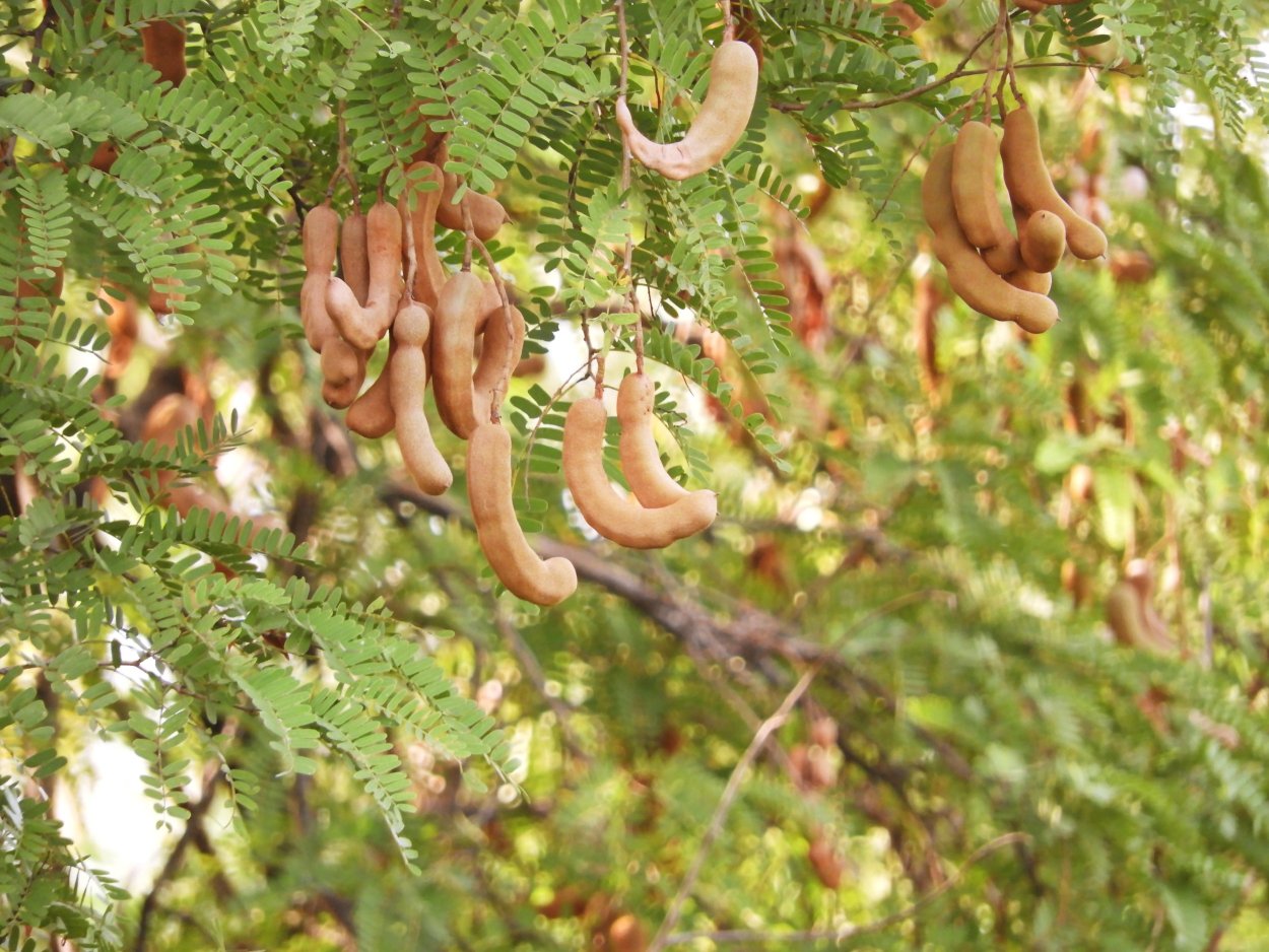 Акация тамаринд-растения