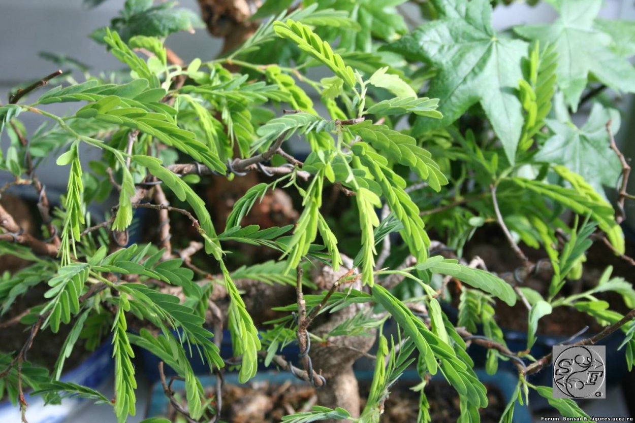 Тамаринд со сложенными листьями