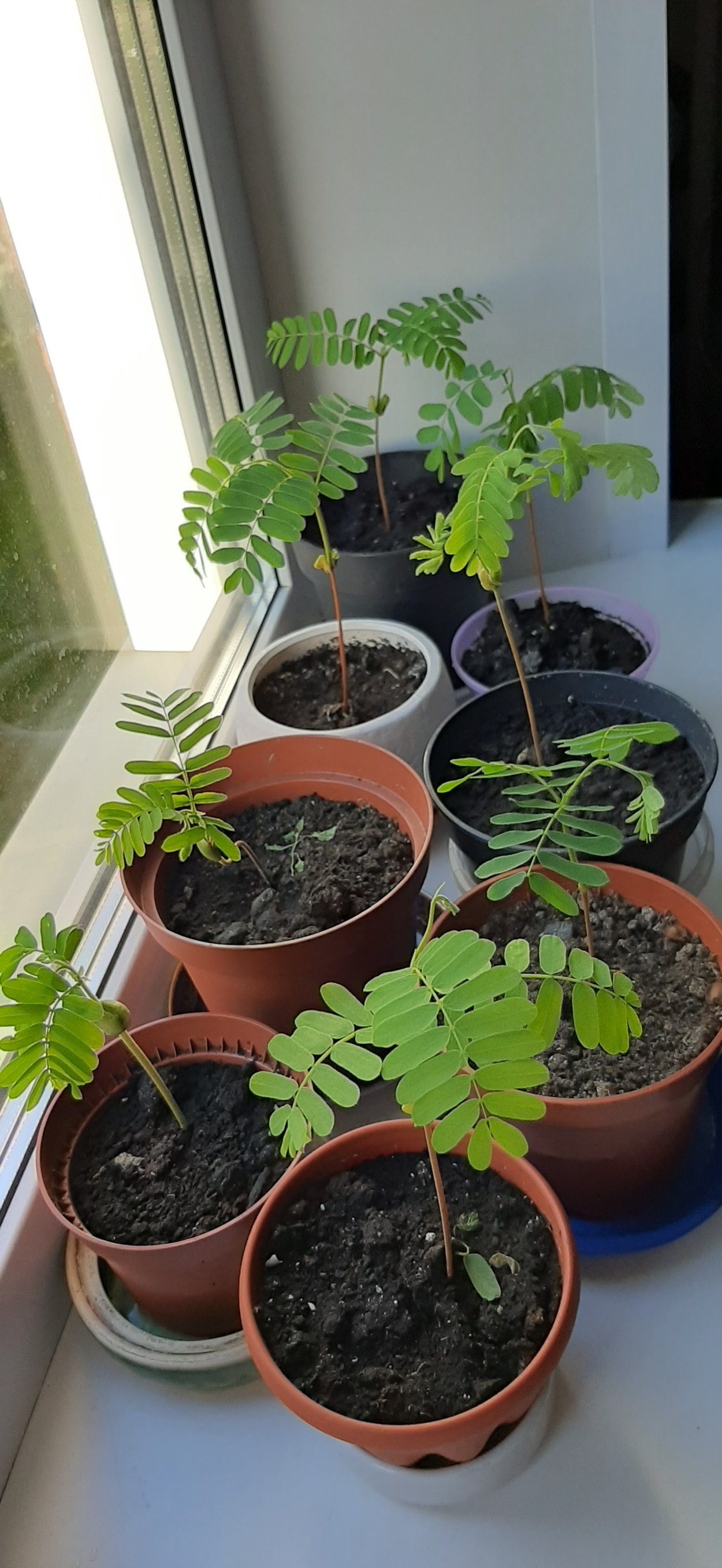 Акация тамаринд