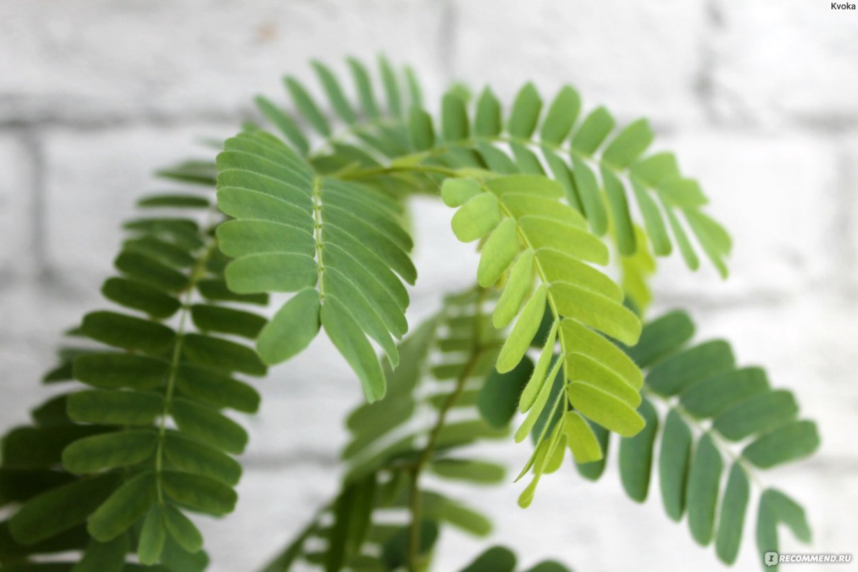 Акация тамаринд